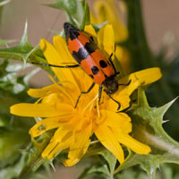 Melabris spec.